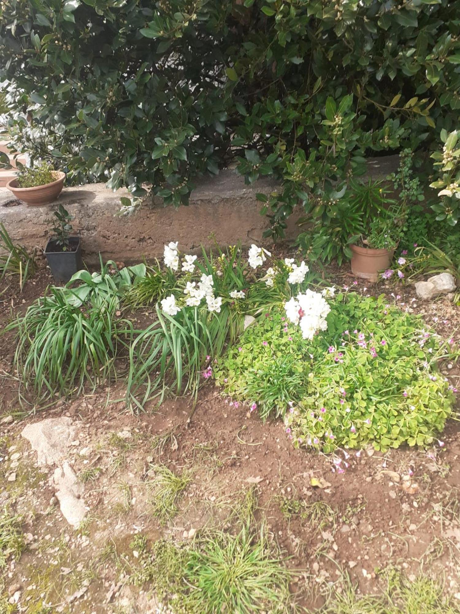 Apartman Sunce Raslina Dış mekan fotoğraf
